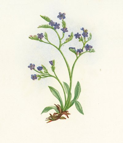 Upright Spiked Sea-Lavender, Statice Binervosa by English School